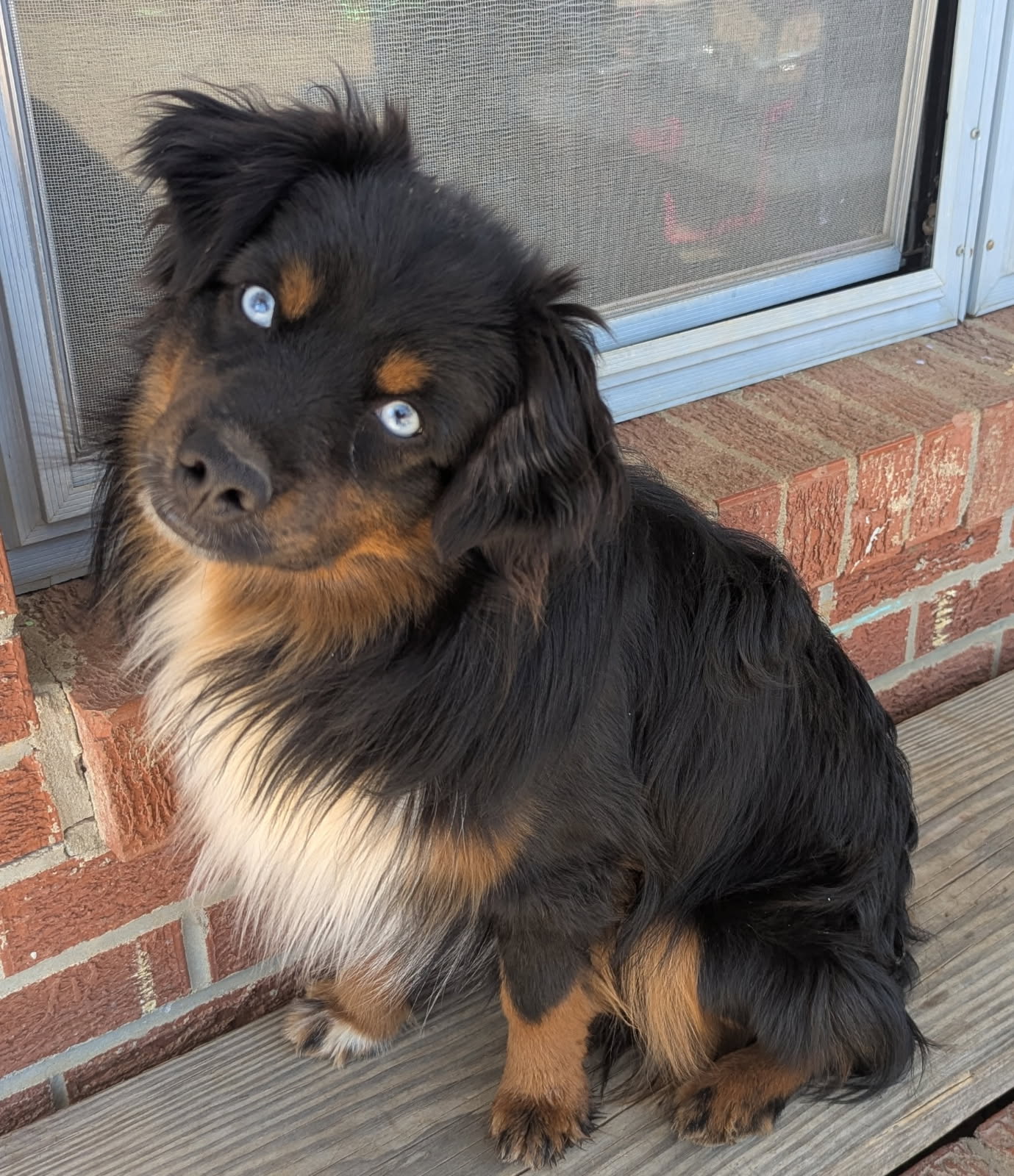Australian Shepherd tri-color