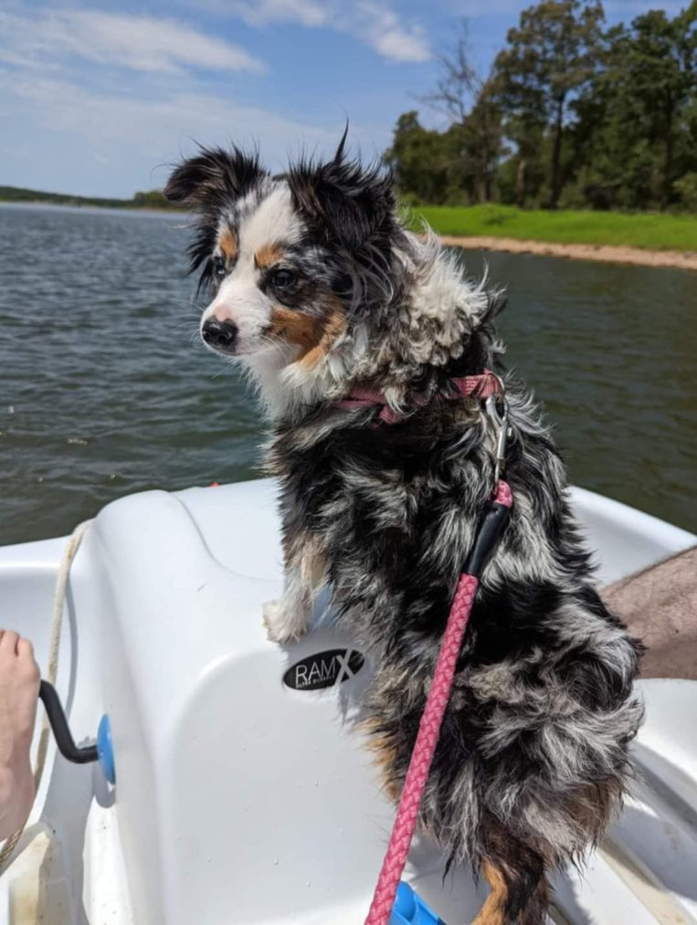 Australian Shepherd blue merle on boat