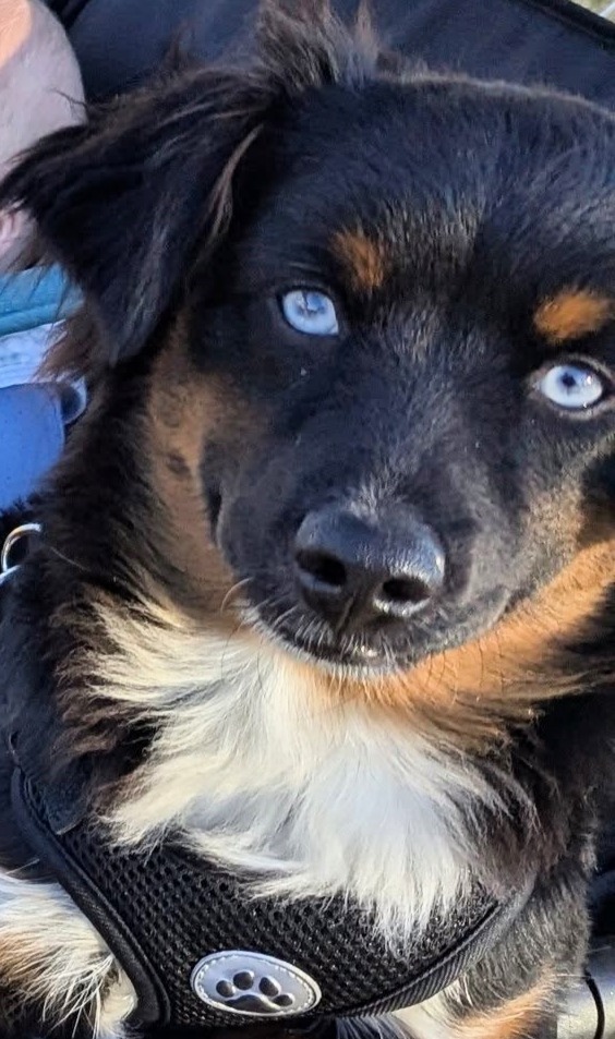 Beau